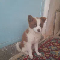 سگ باهوش