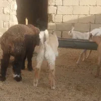 بره چاق ۳۴۰ کهره ۳۲۰