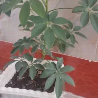 گل طبیعی|گل و گیاه طبیعی|سرپل ذهاب, |دیوار