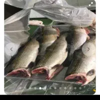 ماهی غزل|ماهی|یزد, |دیوار