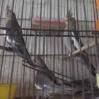 عروس هلندی  وطوطی برزیلی