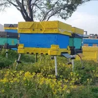 کندو زنبور هفت گوهر
