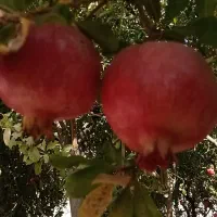 بادرود فراوان فروش ۱۲۰درخت انار