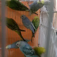 11 تا مرغ عشق جوانه