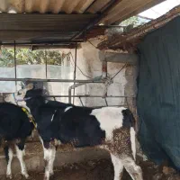 دو راس گوساله ماده مونت بیلیارد جنس.تلیسه.گاو