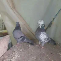 کبوتر (کفتر)