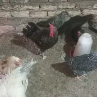 مرغ سیاه رسمی تازه تخم گلپایگانی|حیوانات مزرعه|قم, نخودی|دیوار