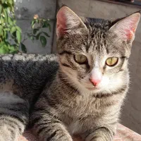 واگذاری گربه