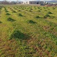 فروش شبدر اول چین