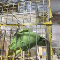 طوطی ملنگو نر دستی