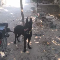 سگ نگهبان|سگ|بندر کنگان, |دیوار