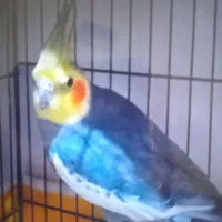 عروس هلندی|پرنده|رشت, فلسطین|دیوار