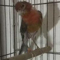 قناری ماده سرخ آماده آماده