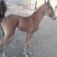 کره نریان ۶ماهه دره شوری|اسب و تجهیزات اسب‌سواری|گلپایگان, |دیوار