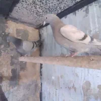 جوجه کبوتر جیر پرش بالا کاشانی بازیکن ذات دار