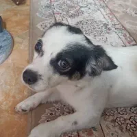 فروش سگ میکس هفت ماهه با وسایلاش 4تومن