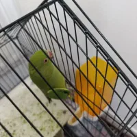 طوطی ملنگو|پرنده|طبس, |دیوار