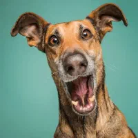 مربی سگ / آموزش سگ / تربیت سگ / پانسیون سگ