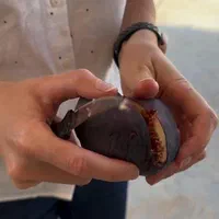 دپو و پخش نهال انجیر مصری  ، خرمالو کن|خدمات باغبانی و درختکاری|تهران, لویزان|دیوار