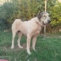 ماده ایلتای واگذار میشود فی پنچ