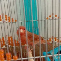 قناری شتری چقندری