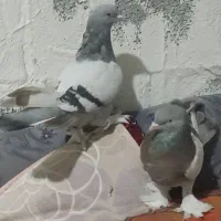 کبوتر سوسنی. کفتر. کبوتر|پرنده|شیراز, آزادگان|دیوار