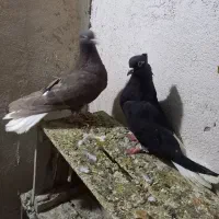 زاع دمسفید قهوه ای دمسفید ۱۵ پر دم