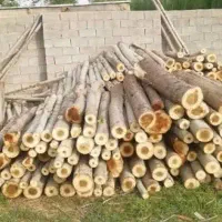 خرید انواع چوب صنوبر و کبوده و...