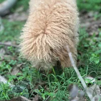 سگ پودل|سگ|تهران, هلال احمر|دیوار