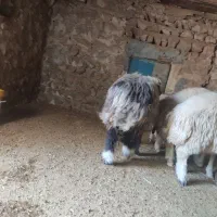 چهار عدد بره قوچ|حیوانات مزرعه|اسلامآباد غرب, |دیوار