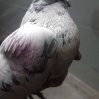 کبوترفروشی|پرنده|اردکان, |دیوار