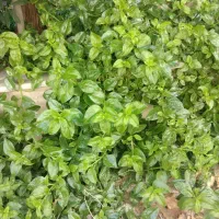 گل یخ|گل و گیاه طبیعی|سبزوار, هویزه|دیوار
