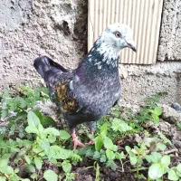 پنج کبوتر پرنده لشت نشا