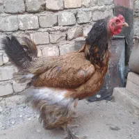 مرغ و خروس نژاد دار