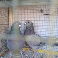 کبوتر اصفهانی|پرنده|برخوار, |دیوار