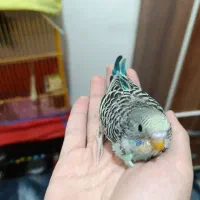 سه عدد جوجه مرغ عشق آماده برای دستی کردن|پرنده|اهواز, شهدای انتظامی|دیوار