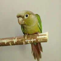 گرینچیک/راهب/عروس هلندی/جوجه