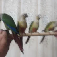 جوجه گیرینچک تازه دون خور شده رام|پرنده|ری, شهادت|دیوار