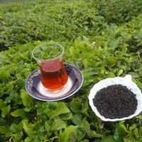 چای بهاره لاهیجان