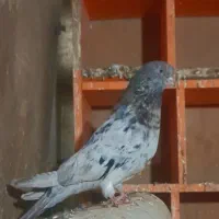 سرورنروماده