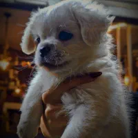 سگ قیمت توافقی