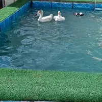 دو عدد قوغاز سفید نرو ماده