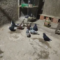 چندجفت کفترخوشگل