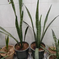 گل روشت خوب