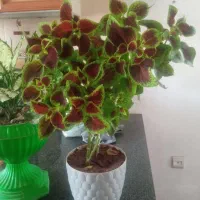 گل حسن یوسف بنسای شده|گل و گیاه طبیعی|دورود, |دیوار