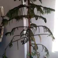 کاج مطبق مناسب شرکت و اپارتمان