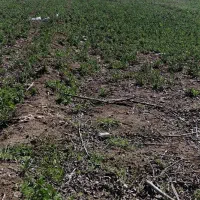 زمین-کشاورزی