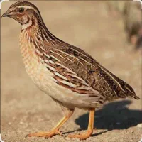 بلدرچین تخمگذار