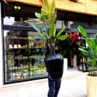 بابا ادم مصنوعی وارداتی