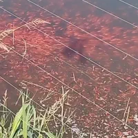 فروش ماهی قرمز تلسکوپی کوی گلفیش